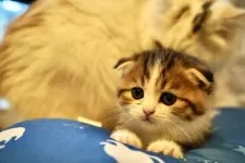 スコティッシュフォールド(折れ耳)【岐阜県・男の子・2025年9月25日・ブラウンタビーアンドホワイト】の写真6