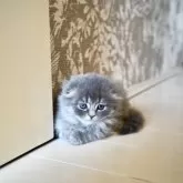 スコティッシュフォールド(折れ耳)【岐阜県・女の子・2025年9月23日・ブルータビー】の写真9