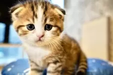 スコティッシュフォールド(折れ耳)【岐阜県・男の子・2025年9月25日・ブラウンタビーアンドホワイト】の写真8