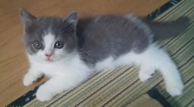 ID：2108-02168の子猫