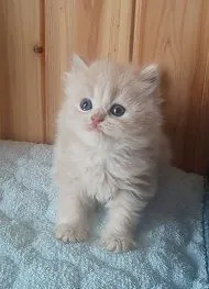 ID：2109-02714の子猫