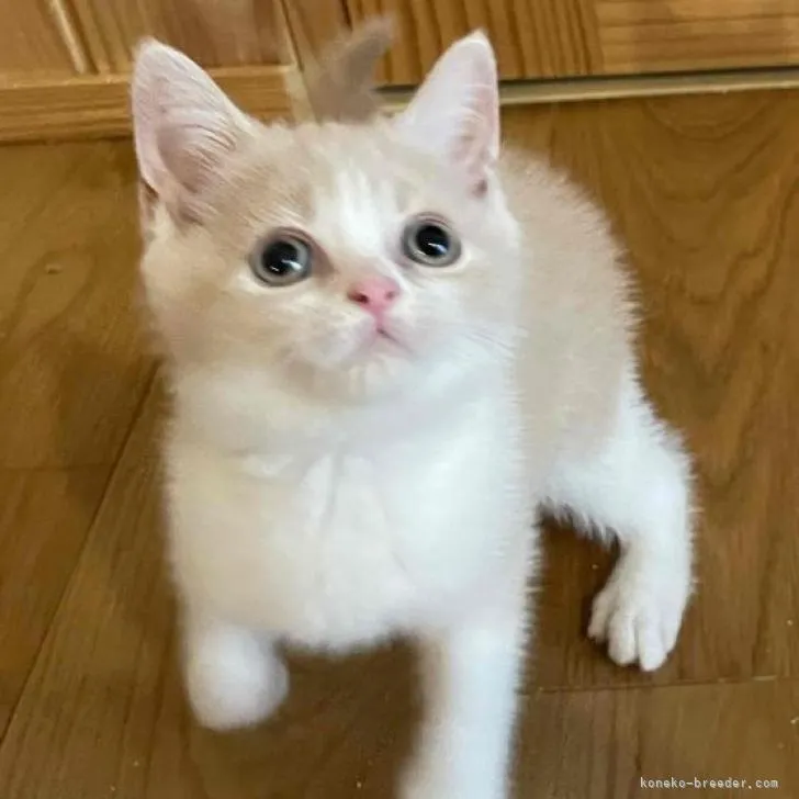 ID：2206-03127の子猫