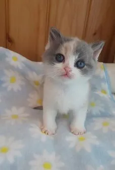 ID:2105-00596の子猫
