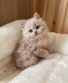 ID:2203-01687の子猫