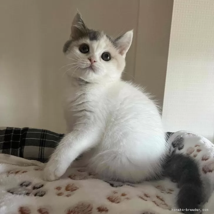 ID：2403-01663の子猫