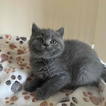 ブリティッシュショートヘア【岐阜県・男の子・2024年2月21日・ブルー】の写真「モコモコの毛並み」