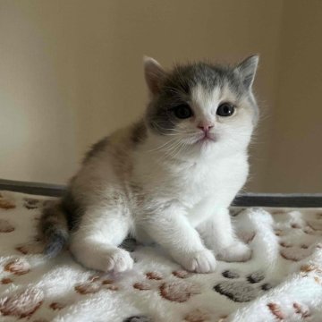 ブリティッシュショートヘア【岐阜県・女の子・2024年2月21日・ダイリュートキャリコ】の写真「モコモコの毛並み」