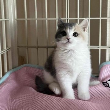 ブリティッシュショートヘア【岐阜県・女の子・2023年9月23日・ダイリュートキャリコ】の写真「遊び好き」