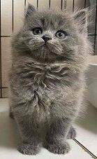 ブリティッシュショートヘア【岐阜県・男の子・2021年9月5日・ブルー】の写真「セミロングです」