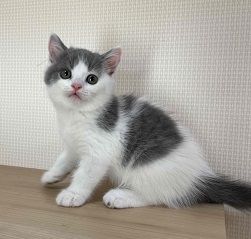 ブリティッシュショートヘア【岐阜県・男の子・2021年7月19日・ブルー&ホワイト】の写真「甘えん坊です」