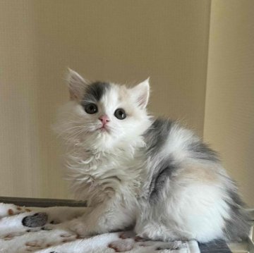 ブリティッシュショートヘア【岐阜県・女の子・2024年2月8日・ダイリュートキャリコ（ロングヘア）】の写真「ふわふわの毛並」