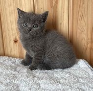 ブリティッシュショートヘア【岐阜県・男の子・2021年10月19日・ブルー】の写真「濃いブルーが綺麗な子」