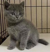 ブリティッシュショートヘア【岐阜県・男の子・2021年9月5日・ブルー】の写真「凛々しいお顔立ちです」