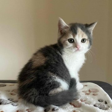ブリティッシュショートヘア【岐阜県・女の子・2024年2月8日・ダイリュートキャリコ】の写真「活発で遊び好き」
