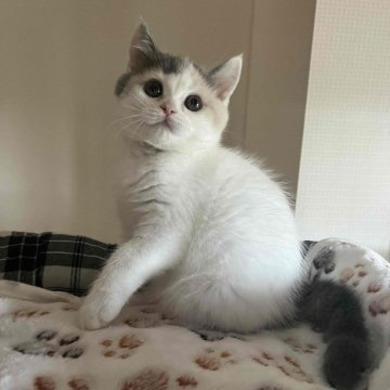 ブリティッシュショートヘア【岐阜県・女の子・2024年2月8日・ダイリュートキャリコ】の写真「元気で活発です」