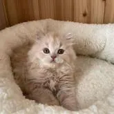 ブリティッシュショートヘア【岐阜県・男の子・2022年10月18日・クリーム】の写真1