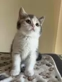 ブリティッシュショートヘア【岐阜県・女の子・2024年2月8日・ダイリュートキャリコ】の写真2