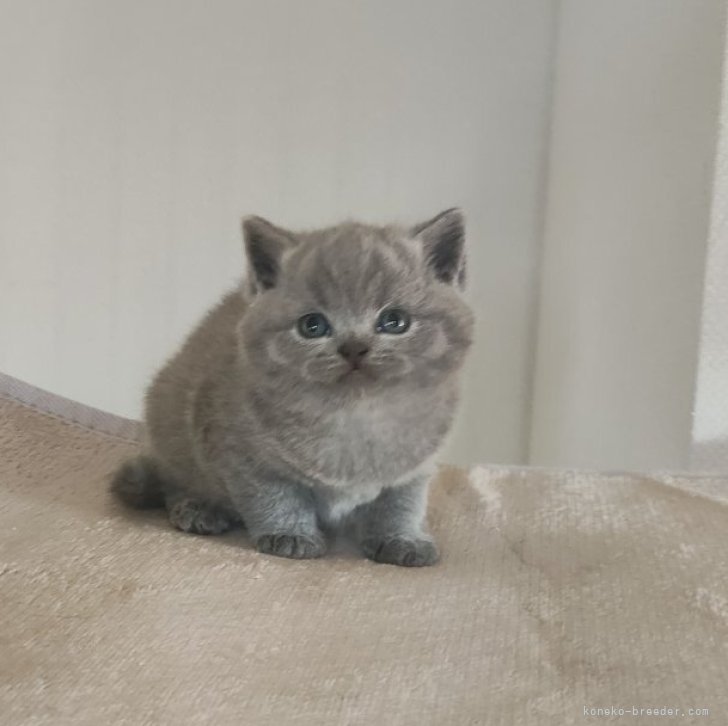 ブリーダー画像