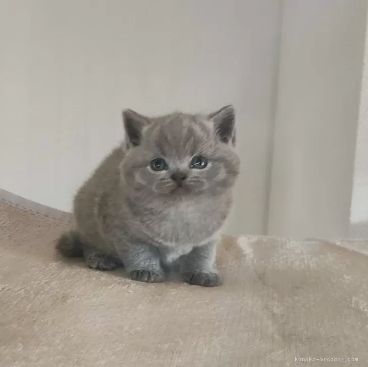 ブリティッシュショートヘア【岐阜県・男の子・2025年11月8日・ブルー】の写真1