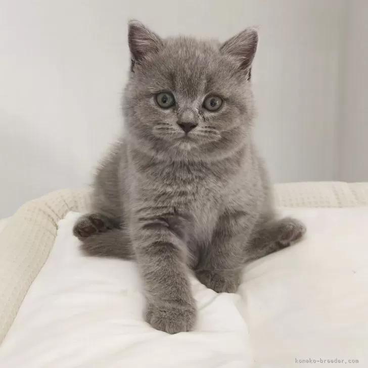 ぽち子 様のお迎えした子猫