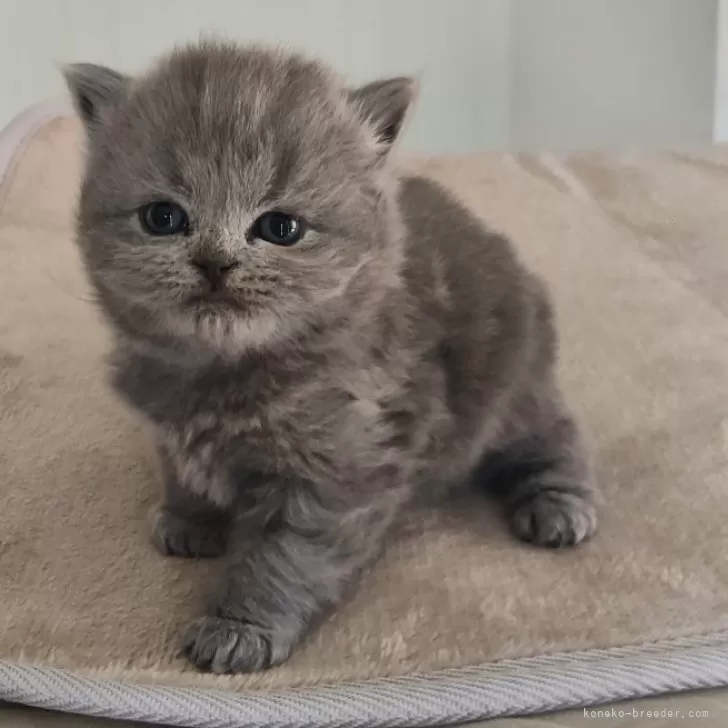 ブリティッシュショートヘア【岐阜県・男の子・2025年11月3日・ブルー】の写真1