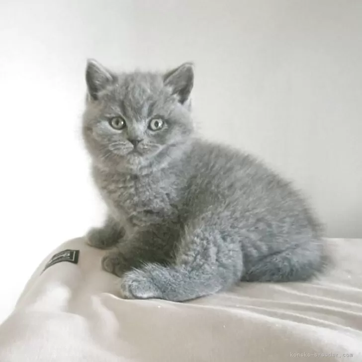 N.T 様のお迎えした子猫