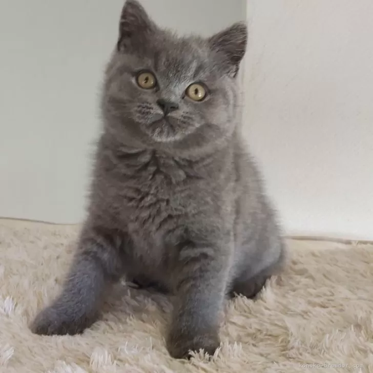 ID：2510-01906の子猫