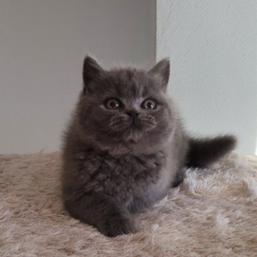 ブリティッシュショートヘア【岐阜県・女の子・2025年9月25日・ブルー】の写真「活発で好奇心旺盛」