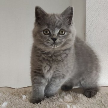 ブリティッシュショートヘア【岐阜県・女の子・2025年9月16日・ブルー】の写真「活発で好奇心旺盛」