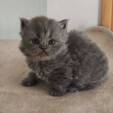 ブリティッシュショートヘア【岐阜県・男の子・2025年11月3日・ブルー（ロング）】の写真「人懐こいです」