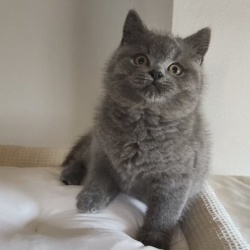ブリティッシュショートヘア【岐阜県・男の子・2025年9月16日・ブルー】の写真「活発で好奇心旺盛」