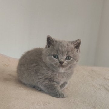 ブリティッシュショートヘア【岐阜県・男の子・2025年11月8日・ブルー】の写真「甘えん坊」