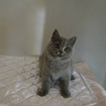 ブリティッシュショートヘア【岐阜県・女の子・2024年9月30日・ブルー】の写真「活発で遊び好き」