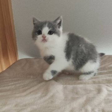 ブリティッシュショートヘア【岐阜県・女の子・2025年11月26日・ブルーホワイト】の写真「遊び好きで活発」