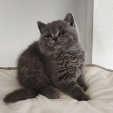 ブリティッシュショートヘア【岐阜県・男の子・2025年9月25日・ブルー】の写真「活発で好奇心旺盛」