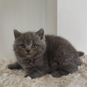 ブリティッシュショートヘア【岐阜県・男の子・2025年9月25日・ブルー】の写真「活発で好奇心旺盛」