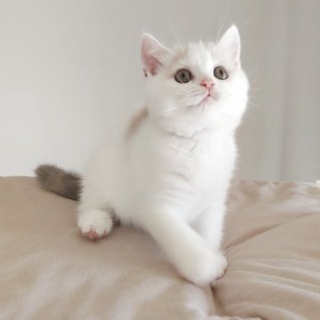 ブリティッシュショートヘア【岐阜県・女の子・2025年7月6日・ダイリュートキャリコ】の写真「可愛らしいです」