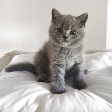 ブリティッシュショートヘア【岐阜県・女の子・2025年7月24日・ブルー】の写真「可愛らしいです」