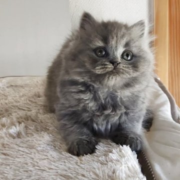 ブリティッシュショートヘア【岐阜県・女の子・2025年9月25日・ブルー（ロングヘア）】の写真「活発で好奇心旺盛」