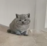 ブリティッシュショートヘア