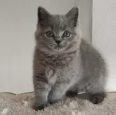 ブリティッシュショートヘア