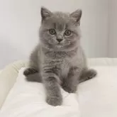 ブリティッシュショートヘア