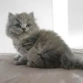 ブリティッシュショートヘア