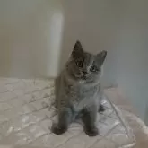 ブリティッシュショートヘア【岐阜県・女の子・2024年9月30日・ブルー】の写真1