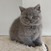 ブリティッシュショートヘア