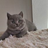 ブリティッシュショートヘア