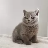 ブリティッシュショートヘア