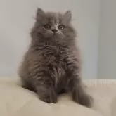 ブリティッシュショートヘア