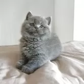 ブリティッシュショートヘア