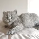 ブリティッシュショートヘア
